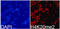 Histone Cluster 4 H4 antibody, GTX54112, GeneTex, Immunocytochemistry image 