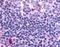 F2R antibody, orb85603, Biorbyt, Immunohistochemistry paraffin image 