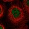 Coiled-coil domain-containing protein 19, mitochondrial antibody, HPA042204, Atlas Antibodies, Immunofluorescence image 