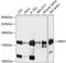 Nardilysin Convertase antibody, 23-797, ProSci, Western Blot image 