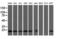 COMM domain-containing protein 1 antibody, LS-B11735, Lifespan Biosciences, Western Blot image 