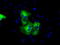 UPF0663 transmembrane protein C17orf28 antibody, TA501370, Origene, Immunofluorescence image 