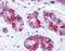 BCL2 Associated Athanogene 5 antibody, orb86874, Biorbyt, Immunohistochemistry paraffin image 