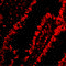 ANP32A antibody, GTX25987, GeneTex, Immunohistochemistry paraffin image 