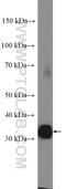 CD20 antibody, 24828-1-AP, Proteintech Group, Western Blot image 