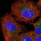 WD Repeat Domain 83 antibody, HPA042838, Atlas Antibodies, Immunofluorescence image 