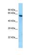 LOC679129 antibody, orb326393, Biorbyt, Western Blot image 