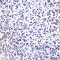SRY-Box 2 antibody, GTX32891, GeneTex, Immunohistochemistry paraffin image 