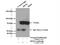 DEF6 Guanine Nucleotide Exchange Factor antibody, 11369-1-AP, Proteintech Group, Immunoprecipitation image 