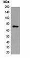 mStrawberry Tag antibody, orb323057, Biorbyt, Western Blot image 