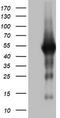 Spermatogenesis Associated 2 Like antibody, TA802365, Origene, Western Blot image 