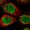 Zinc Finger Protein 710 antibody, HPA030228, Atlas Antibodies, Immunofluorescence image 