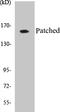 Patched 1 antibody, EKC1441, Boster Biological Technology, Western Blot image 