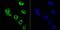 Histone Deacetylase 9 antibody, NBP2-75519, Novus Biologicals, Immunofluorescence image 