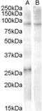 Apolipoprotein B MRNA Editing Enzyme Catalytic Subunit 2 antibody, TA303334, Origene, Western Blot image 