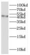 AST antibody, FNab07913, FineTest, Western Blot image 