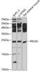 Regenerating Family Member 3 Gamma antibody, 18-531, ProSci, Western Blot image 