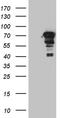 Zinc finger protein with KRAB and SCAN domains 1 antibody, TA810967, Origene, Western Blot image 