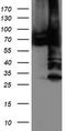 PDIA4 antibody, TA503887, Origene, Western Blot image 