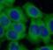 KH-Type Splicing Regulatory Protein antibody, FNab04525, FineTest, Immunofluorescence image 