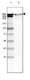 Laminin Subunit Alpha 1 antibody, NBP2-42384, Novus Biologicals, Western Blot image 