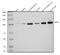 Actinin Alpha 2 antibody, A03673-1, Boster Biological Technology, Western Blot image 