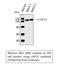 Ubiquitin Specific Peptidase 11 antibody, STJ96193, St John