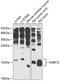 Fatty Acid Binding Protein 12 antibody, 14-547, ProSci, Western Blot image 