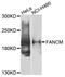 FA Complementation Group M antibody, orb373648, Biorbyt, Western Blot image 