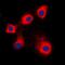 Heat Shock Protein Family E (Hsp10) Member 1 antibody, orb214067, Biorbyt, Immunocytochemistry image 
