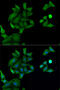 Hyaluronan-binding protein 2 antibody, 22-555, ProSci, Immunofluorescence image 