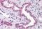 ATP Synthase F1 Subunit Epsilon antibody, orb89560, Biorbyt, Immunohistochemistry paraffin image 