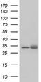 Exosome complex exonuclease RRP42 antibody, TA504227, Origene, Western Blot image 