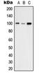Vav Guanine Nucleotide Exchange Factor 2 antibody, orb214723, Biorbyt, Western Blot image 