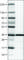 STA antibody, AMAb90560, Atlas Antibodies, Western Blot image 