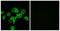 Cell Adhesion Associated, Oncogene Regulated antibody, TA315435, Origene, Immunofluorescence image 