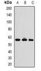 Prolactin Induced Protein antibody, orb388557, Biorbyt, Western Blot image 