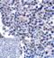 CD276 Molecule antibody, RF16094, ProSci Inc, Immunohistochemistry frozen image 