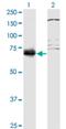 Splicing Regulatory Glutamic Acid And Lysine Rich Protein 1 antibody, H00140890-M01, Novus Biologicals, Western Blot image 