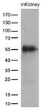 CUGBP Elav-like family member 6 antibody, M13811, Boster Biological Technology, Western Blot image 