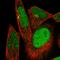 Deltex E3 Ubiquitin Ligase 3 antibody, HPA059654, Atlas Antibodies, Immunofluorescence image 