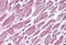 Serine/threonine-protein phosphatase 2A 65 kDa regulatory subunit A alpha isoform antibody, MBS243369, MyBioSource, Immunohistochemistry frozen image 