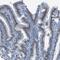 Solute Carrier Family 35 Member A3 antibody, HPA015253, Atlas Antibodies, Immunohistochemistry frozen image 