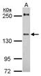 URB2 Ribosome Biogenesis Homolog antibody, NBP2-20817, Novus Biologicals, Western Blot image 
