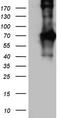 Gp110 antibody, TA803025S, Origene, Western Blot image 
