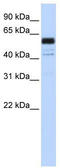 hnRNP I antibody, TA345812, Origene, Western Blot image 