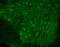 Potassium Calcium-Activated Channel Subfamily N Member 2 antibody, orb329809, Biorbyt, Immunohistochemistry paraffin image 
