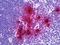 Neutrophil defensin 1 antibody, orb94942, Biorbyt, Immunohistochemistry paraffin image 