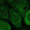 Uncharacterized protein C10orf12 antibody, HPA038954, Atlas Antibodies, Immunofluorescence image 