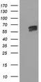 Exonuclease 3'-5' Domain Containing 1 antibody, CF502100, Origene, Western Blot image 